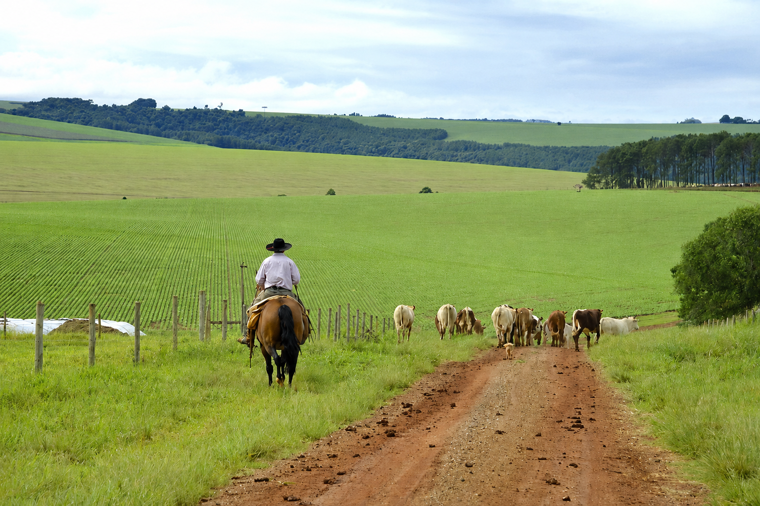 Cavalgada e manejo de gado no campo — vivência rural em Guarda-Mor