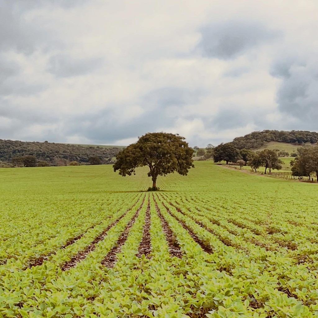 Lavoura e agronegócio em Guarda-Mor