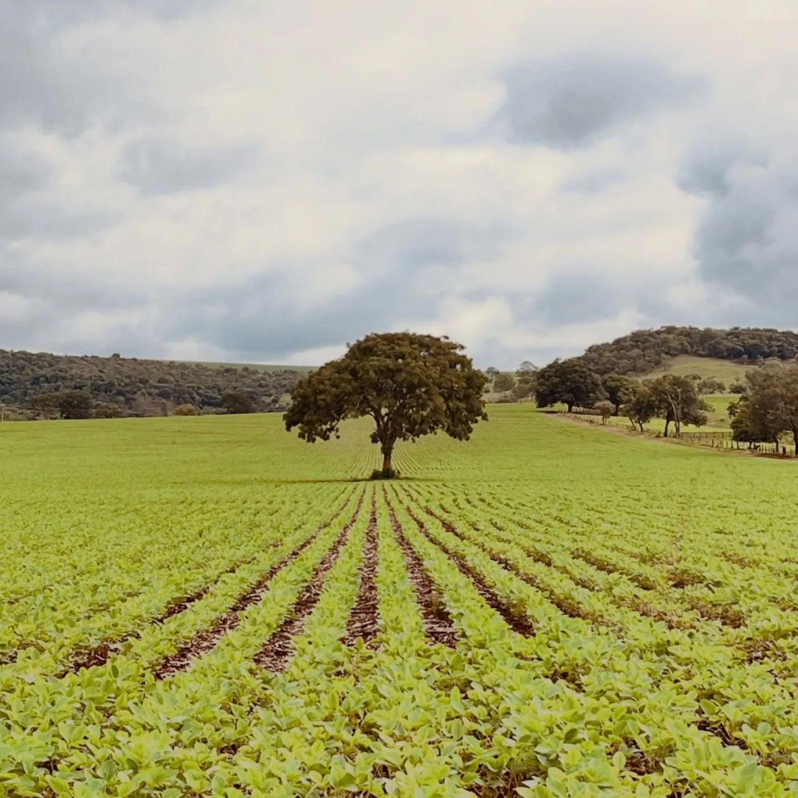 Lavoura e agronegócio em Guarda-Mor